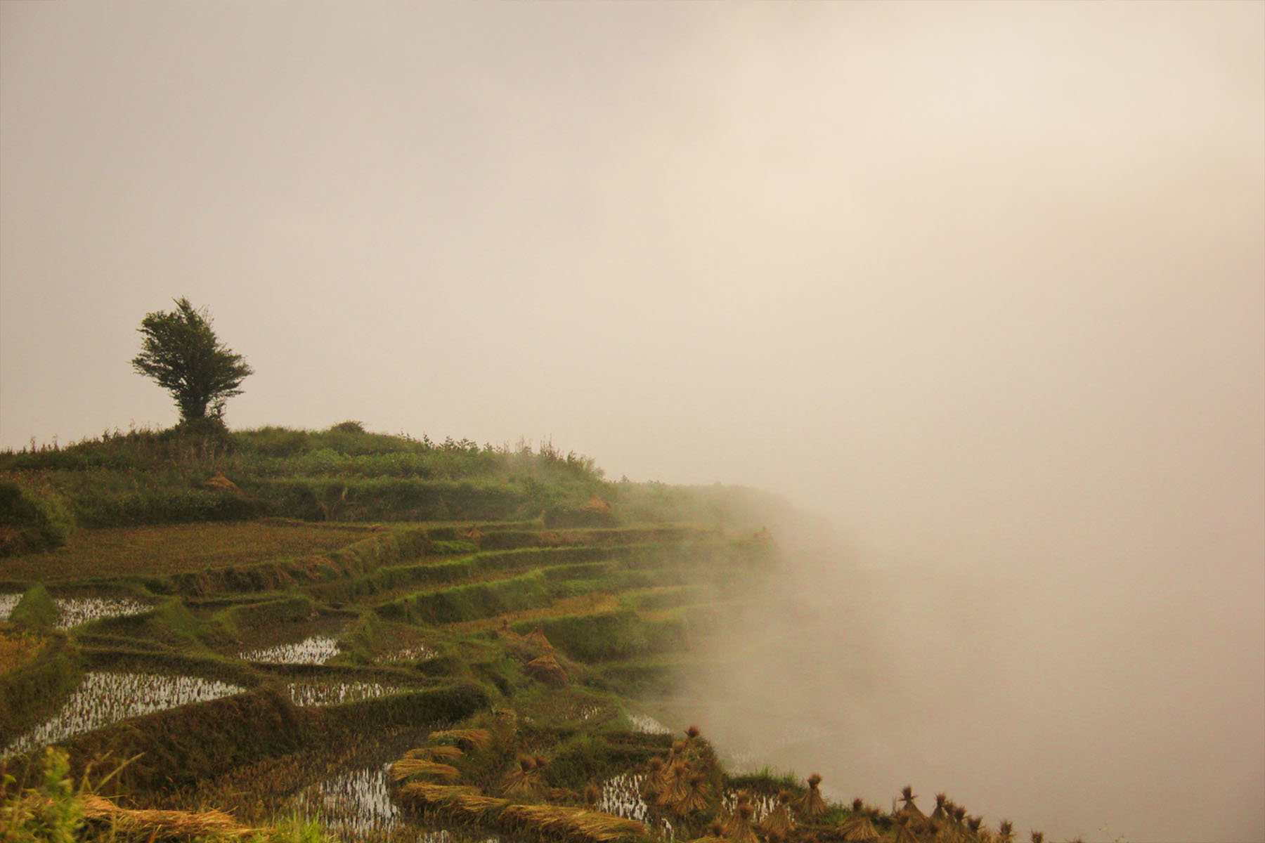 rice terraces covered in fog in summer in yuanyang yunnan china