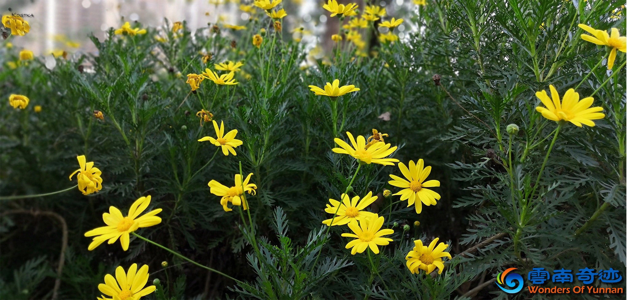 Flowerbed alongside Panlong river (盘龙江)