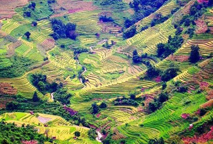 sunny yellow green red rice fields in yuanyang in summer yunnan china