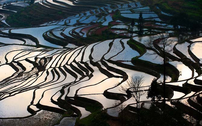 Rice Terraces in Yunnan 3