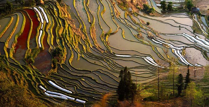 Rice Terraces in Yunnan 4