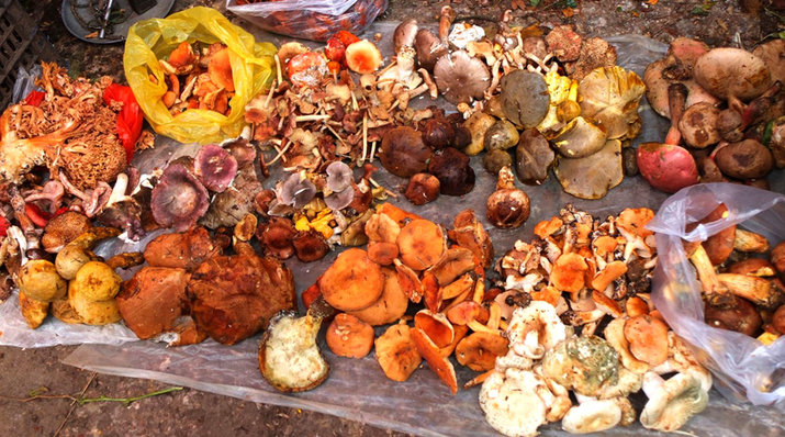 variety of valuable wild mushrooms you can find in rainy season in yunnan china