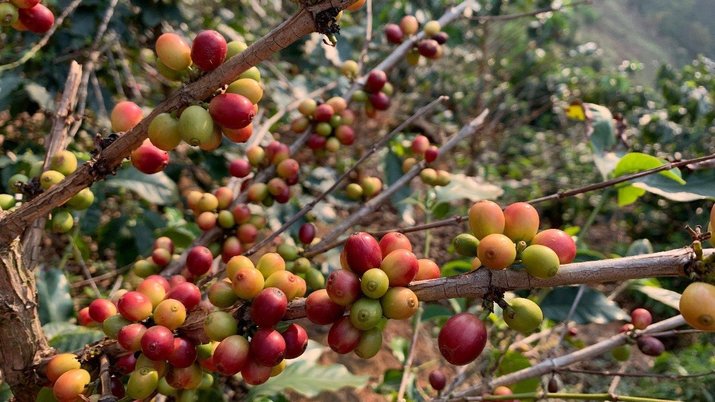 coffee beans in tree yunnan china