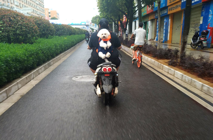 scooter driver with dog passenger helmet policy china