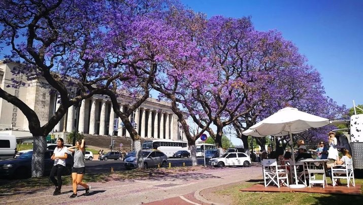 jacaranda street in Argentina