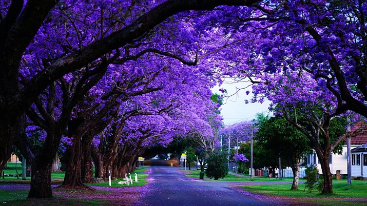 Jacaranda street in Australia