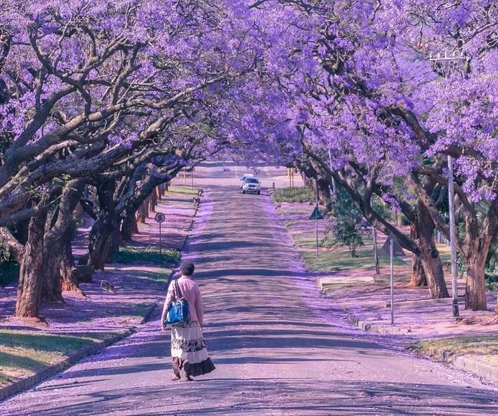 Jacaranda street in South Africa