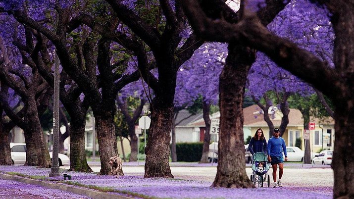 jacaranda street in Los Angeles USA