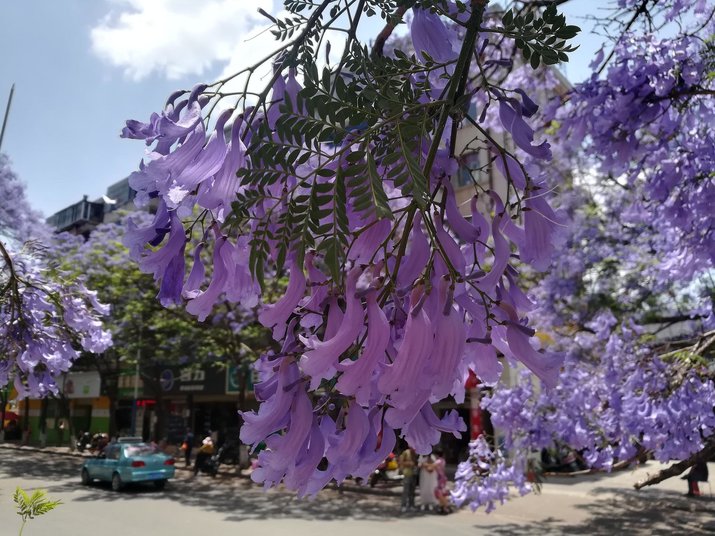 jacaranda flowers kunming