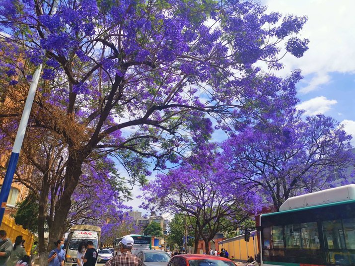 jacaranda flower kunming jiaochang middle street