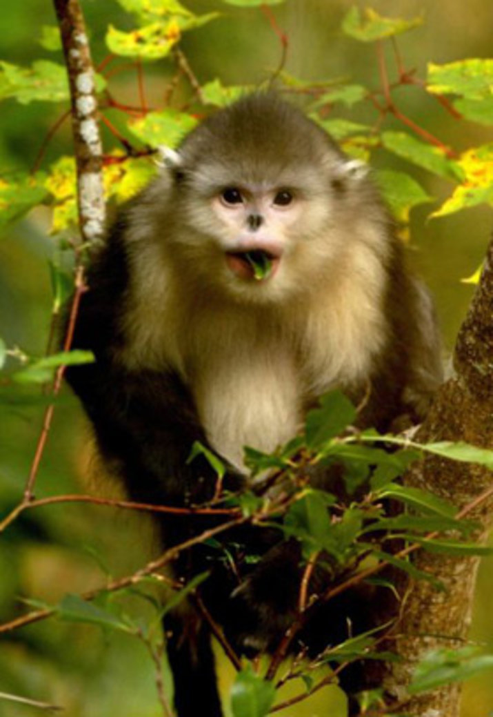 Snub Nosed Monkey