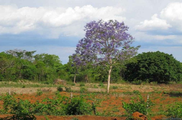 wild jacaranda in brazil