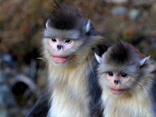 Snub Nosed Monkey 1