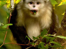 Snub Nosed Monkey