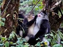 Snub Nosed Monkey 2